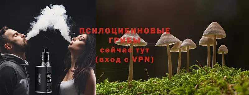 Псилоцибиновые грибы Psilocybe  Беслан 